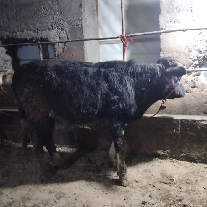 Навосча сотилади зур