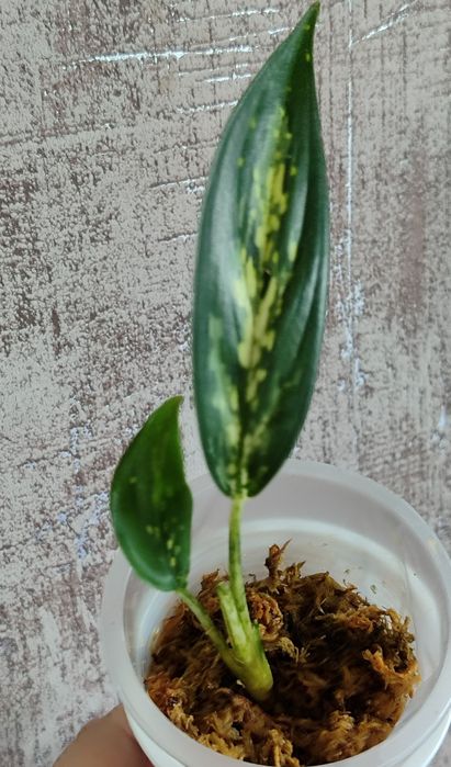 Тайские Аглаонемы