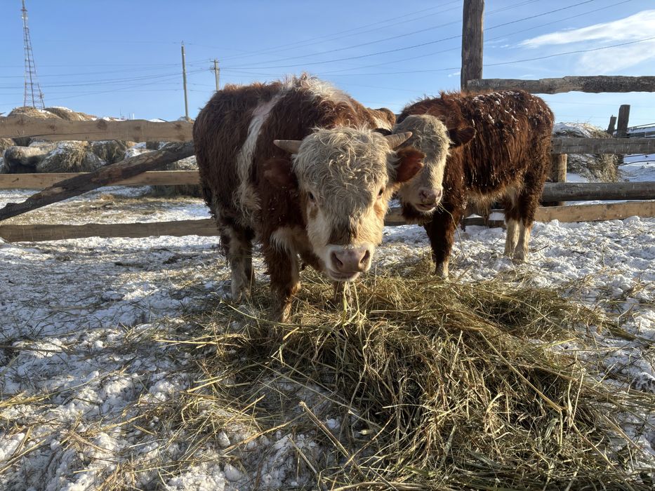 Откормдагы букадар сатылады