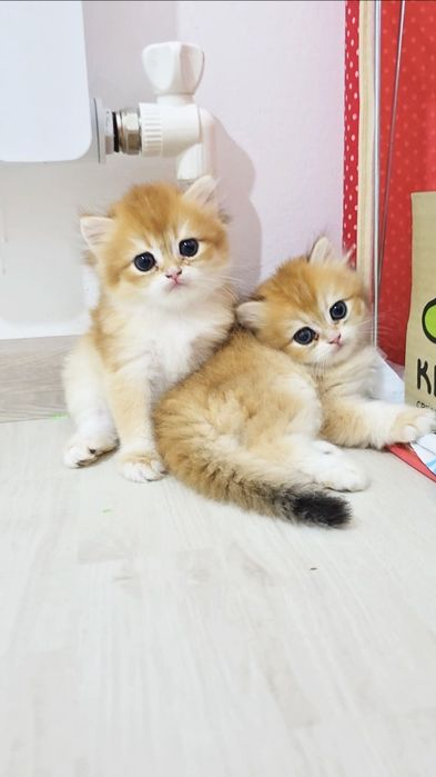 Qız zolotaya shınshılla ny12 ota onası prıvaznoy zotı toza