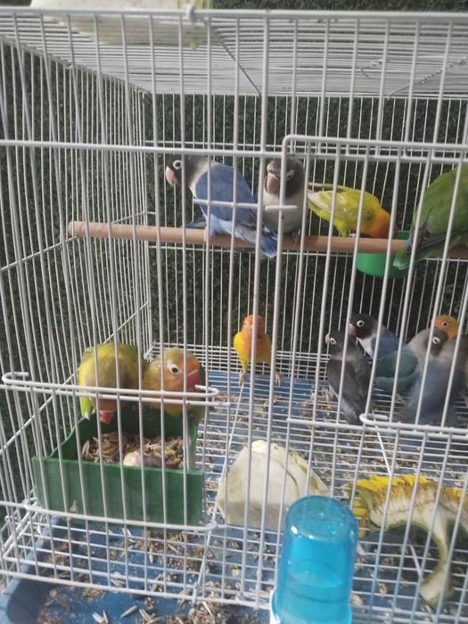 Разные птички на продажу