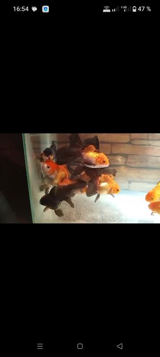 Продам Черно-красную Оранду