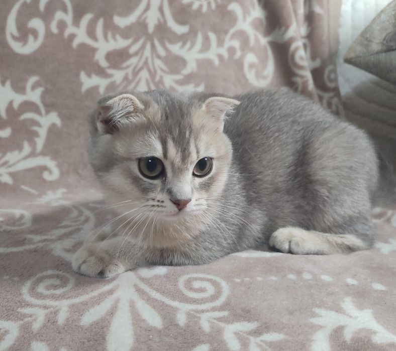 Кошечка скотиш фолд