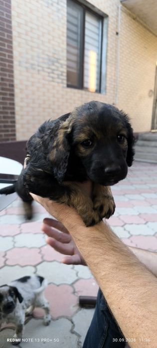 Щенки спаниэля девочки
