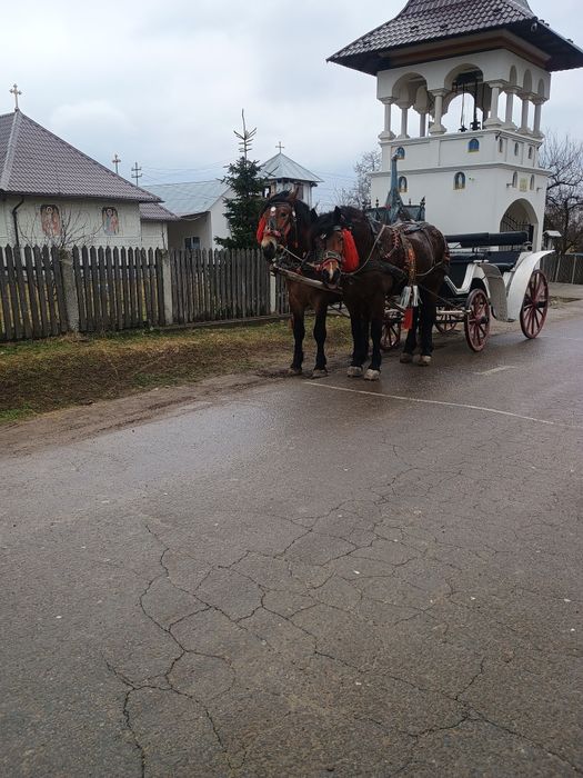 Vânzare mânz de 3 ani