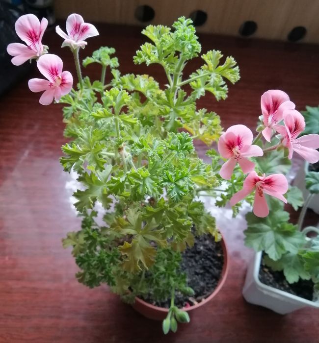 Продаю сортовые пеларгонии, герани