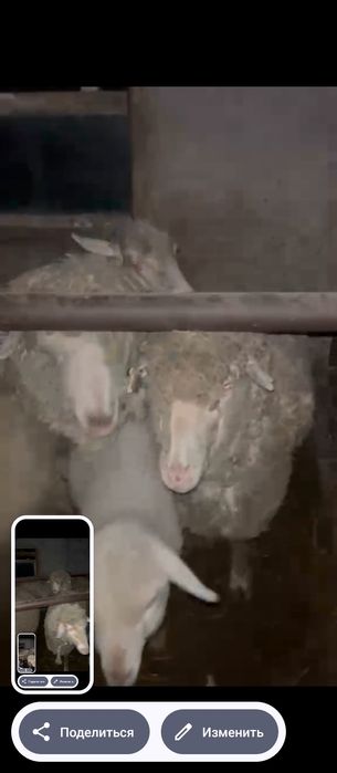 Продам баран с ягнятами