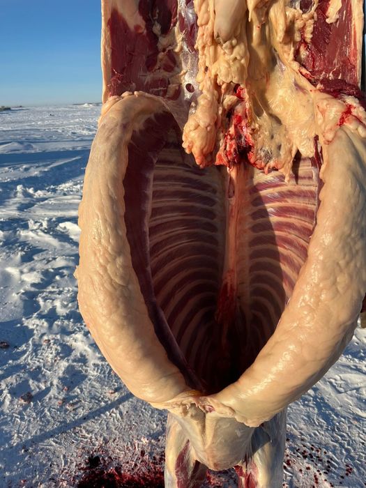 Жабағы Жабағы бармақ қазы соғым.