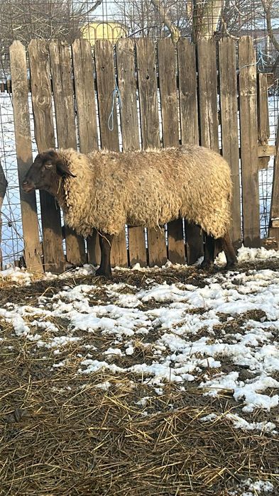 Oaie bulgărească si oaie metis suffolk