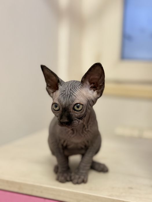 Pui sphinx foarte iubitori si jucausi