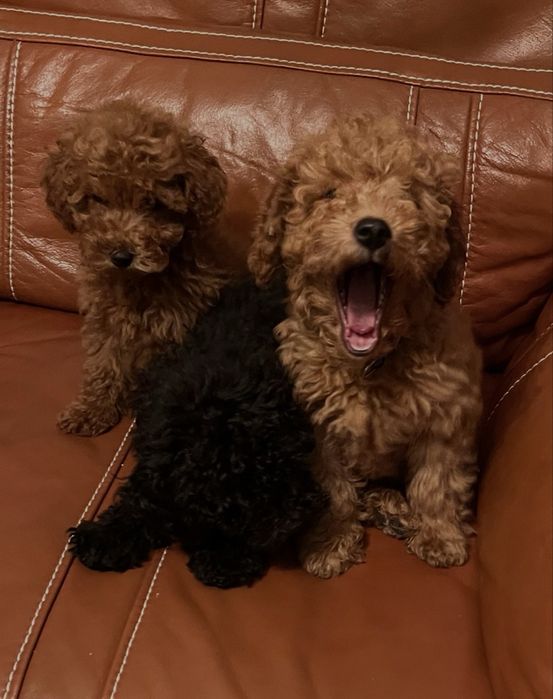 Мини пудели със две ваксини ,на три месеца ,мъжки и женски .