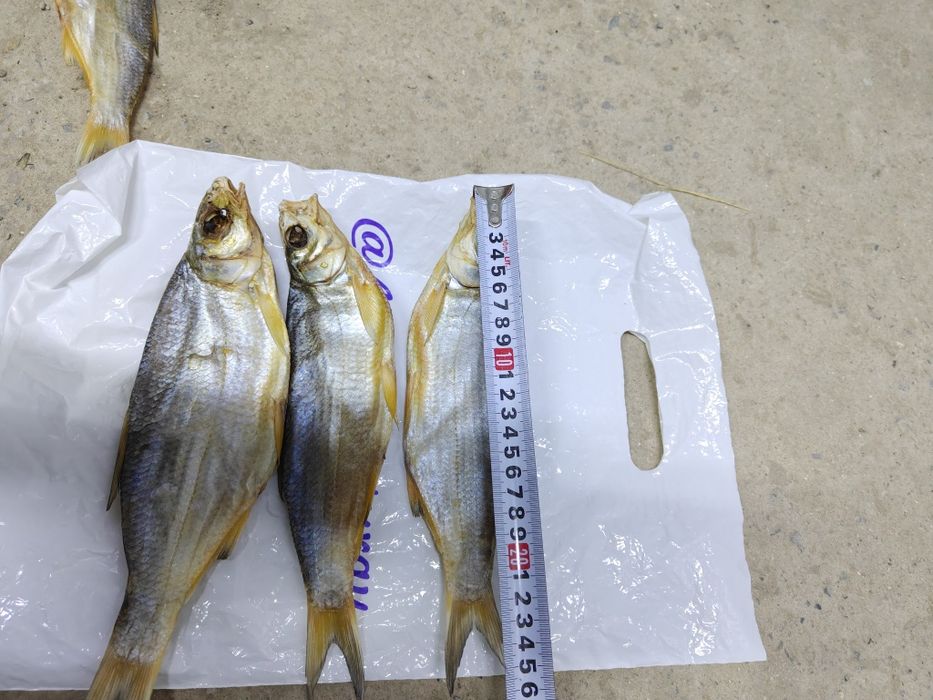 Вяленый рыбец сушеный