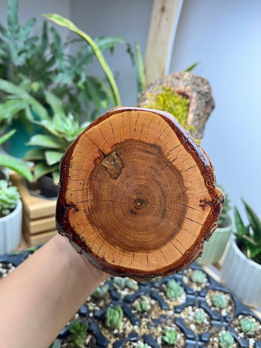 Дърво, аранжирано с горски мъх