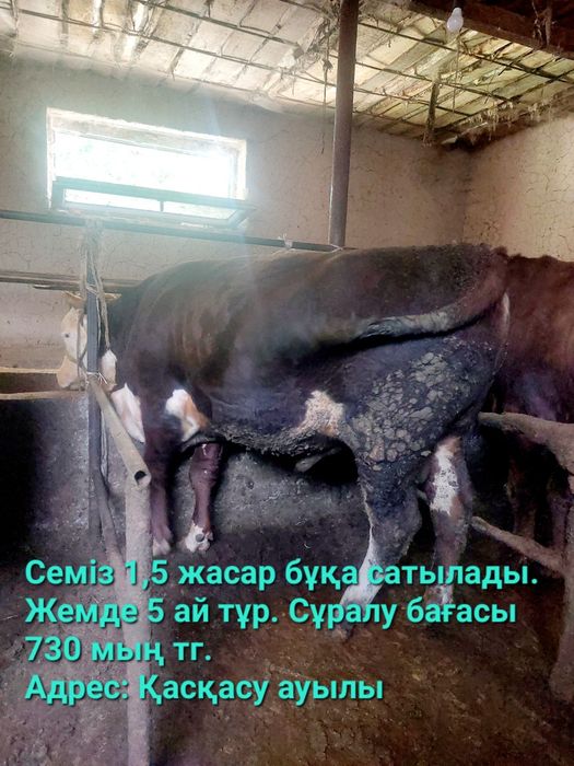 Быки здоровые весовые