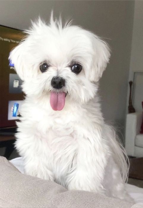 Bichon Maltez Băiat
