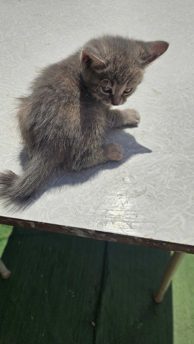 Отдам котят курильский бобтейл