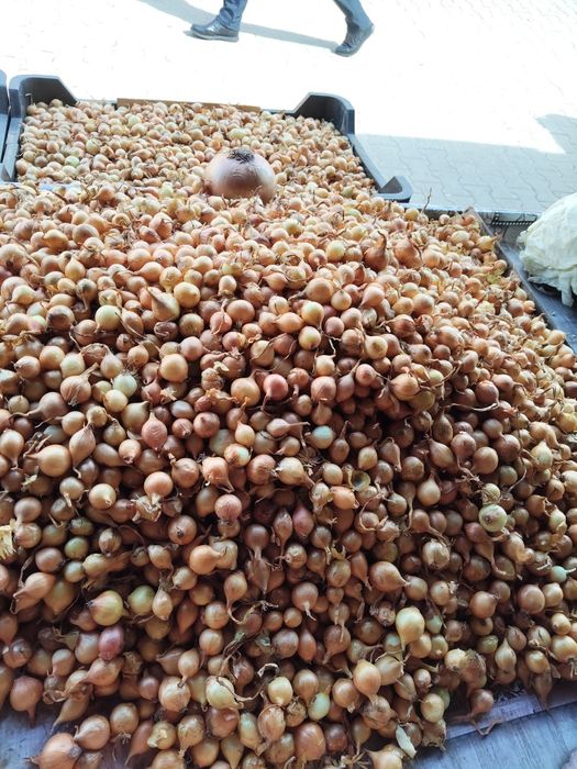 Arpagică roșie și galbenă