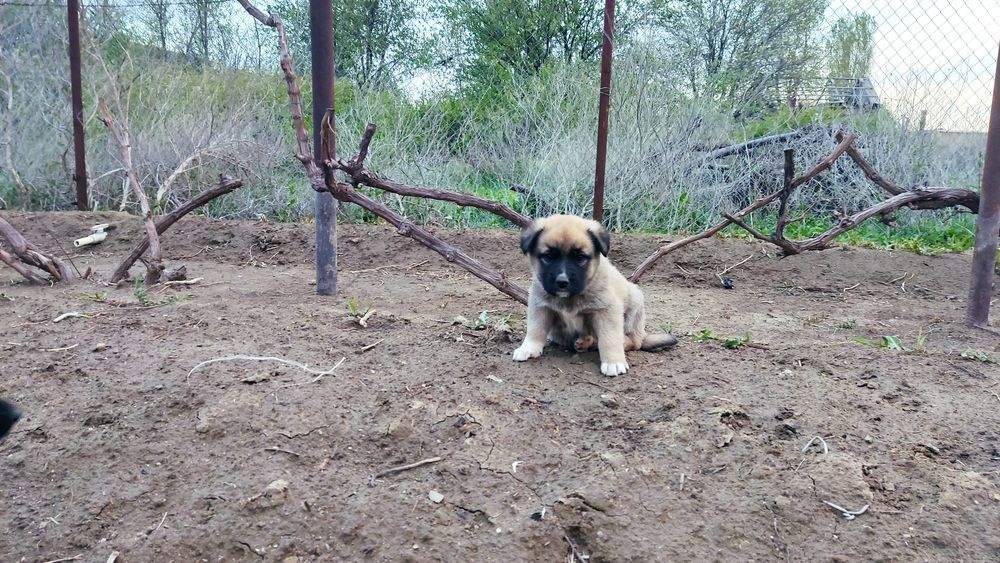 Отдам в добрые руки