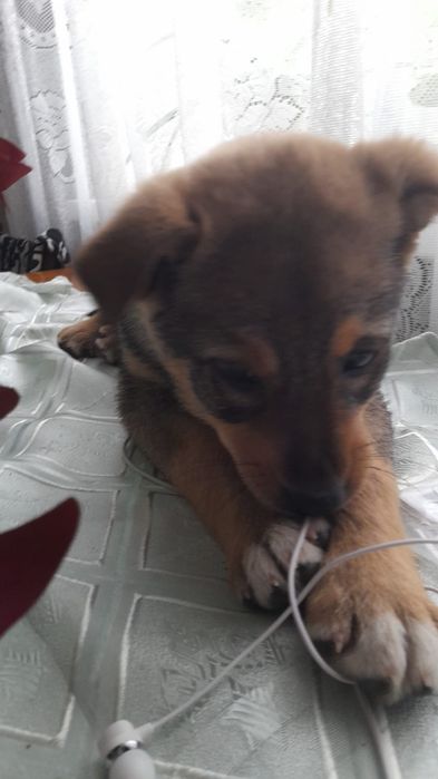 Щенок собака девочка 2 месяца,очень добрая ,уличная.