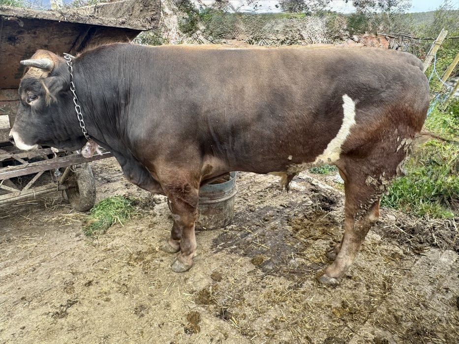 Продавам угоени телета