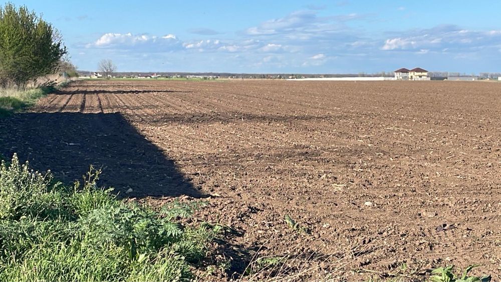 Teren intravilan 18000m2 Dascalu /direct proprietar