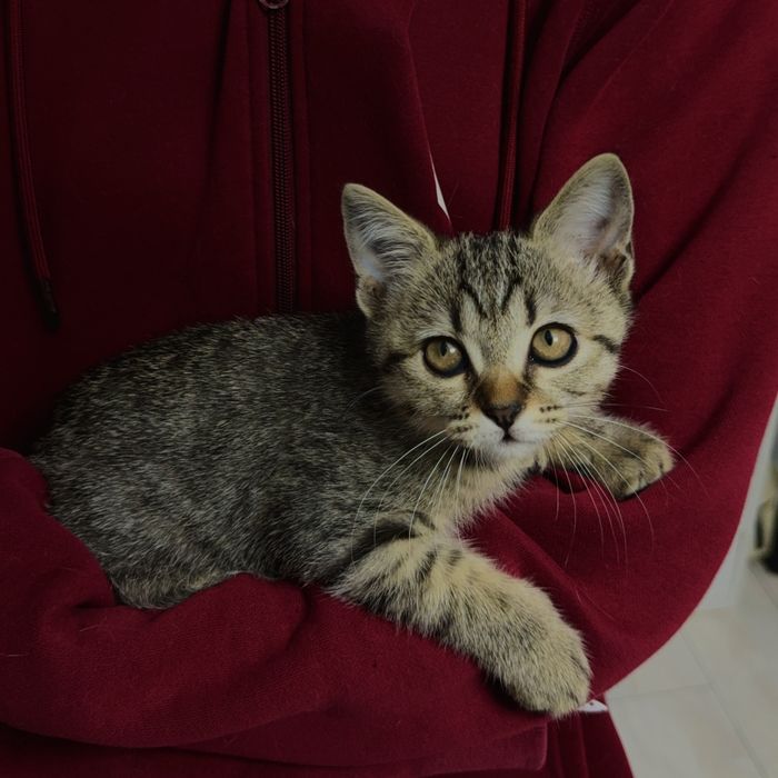 Ласковые котята ждут своих хозяев, Шымкент
