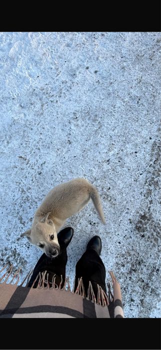 Отдам щенка в добрый руки