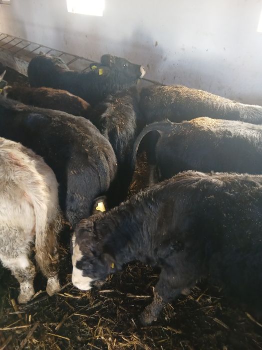 Taurasi de vânzare Tânțăreni Gorj