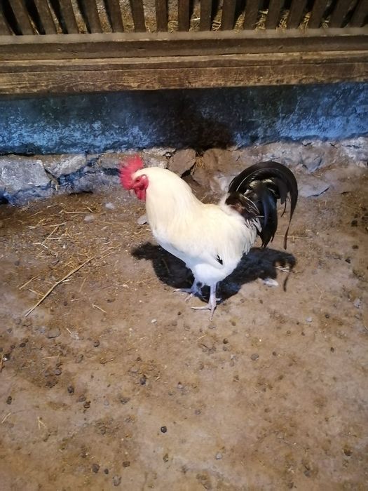 Cocoșei pitici 5 buc