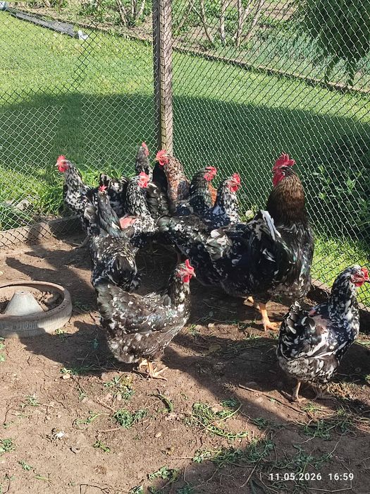Găini Pita Pinta Asturiana