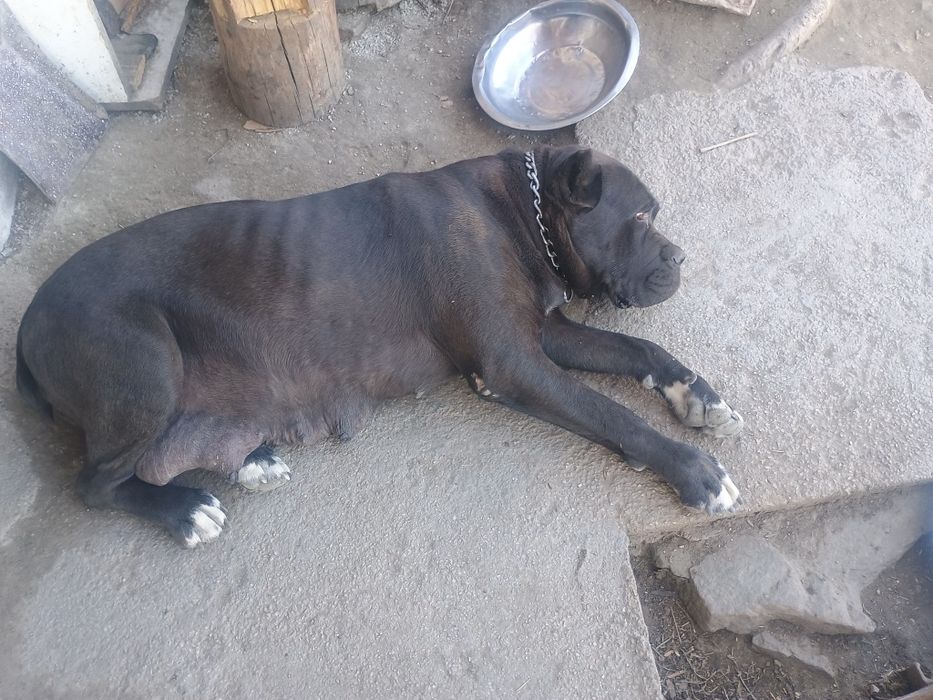 Кане Корсо продавам