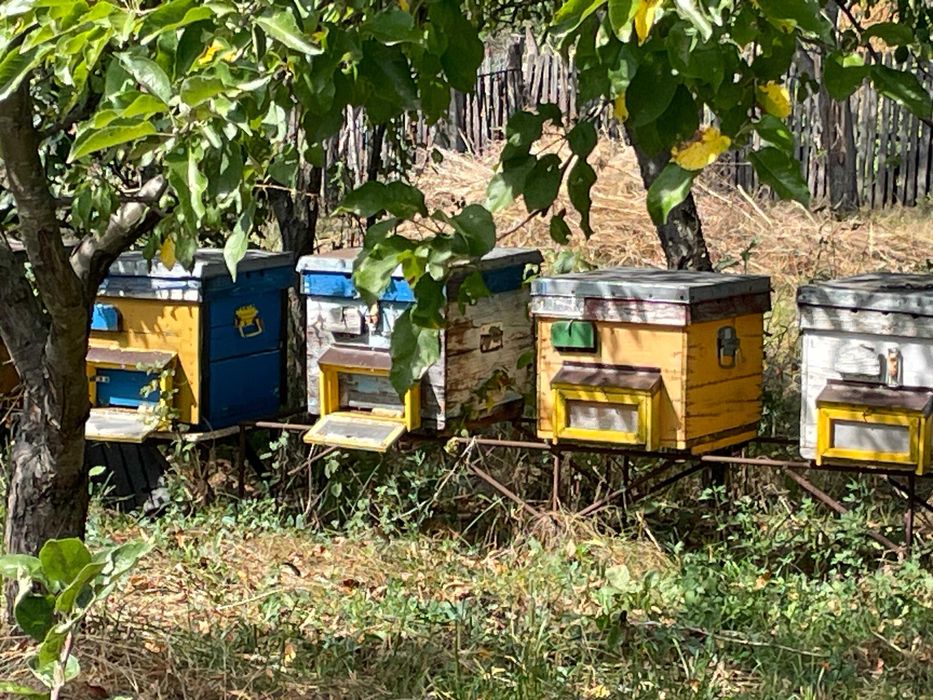 Vând aproximativ 100 cutii stupi – verticali + orizontali, lichidare stupină