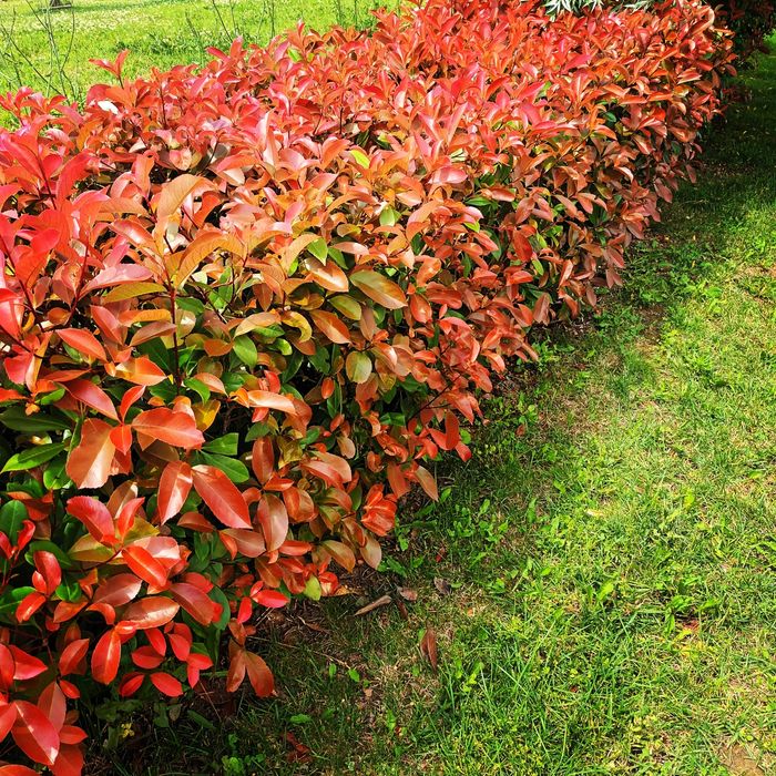 Photinia Red Robin ,gard viu