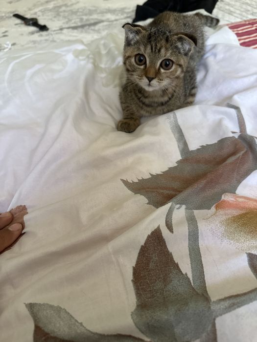 Котенок шотландский 3 месяца