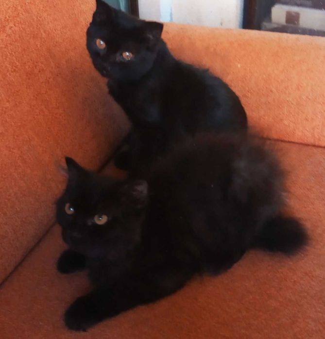 Котята в добрые руки. смотрите другие объявления автора