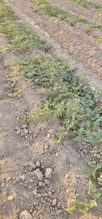 Хамкор шерик кераг