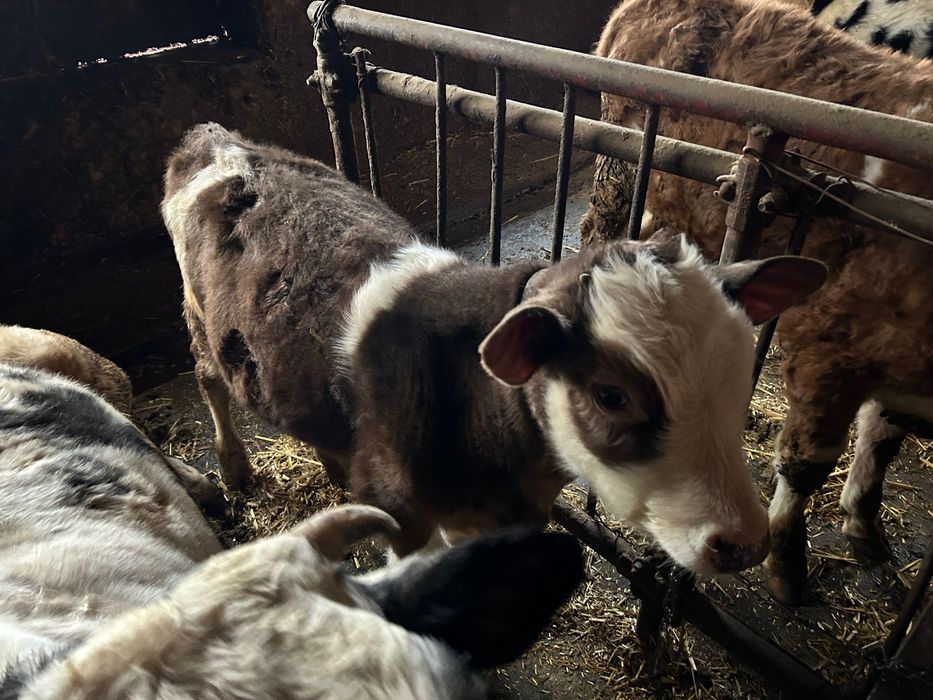 Vand vitel baltata de 4 si de 9 luni