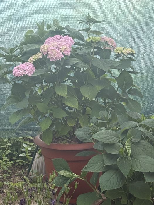 Продам Гортензию