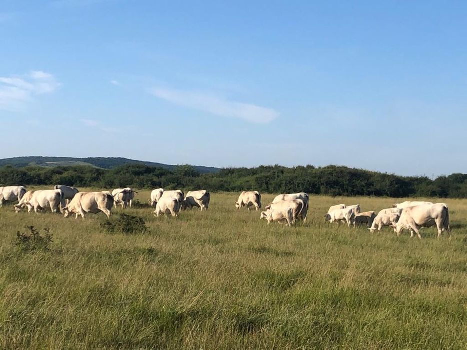 Vand sau Schimb Gunoi de vaci de 4 ani Bio cu certificat EcoCert