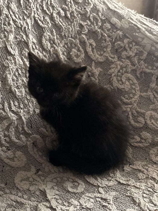 Отдам котенка (девочку) в хорошие руки