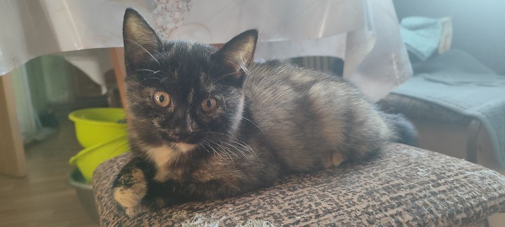 Кошечка бесплатно