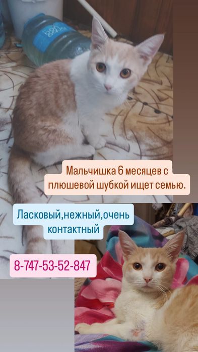 Отдается в добрые руки
