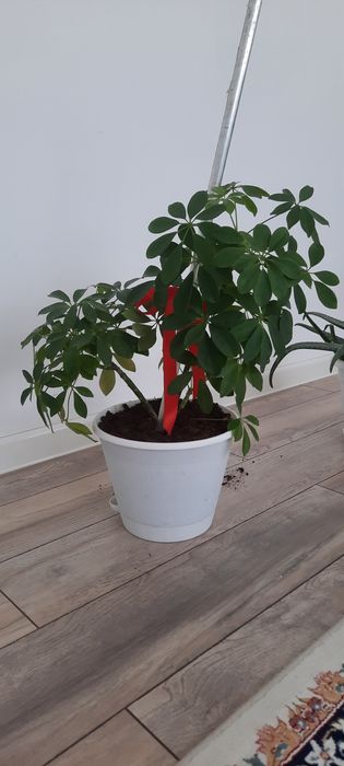 Продаются цветы комнатные