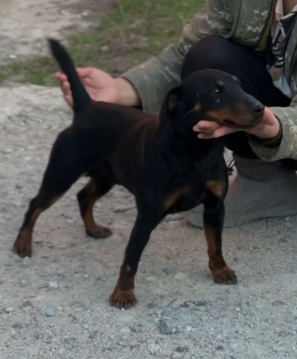 Ягдтерьер вязка кабель