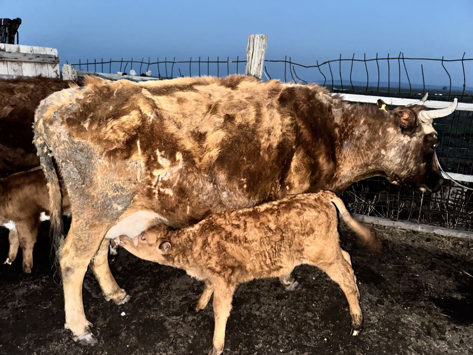 Коровы 30 голов за 20 млн