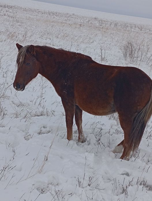 Продам сатам жеребца