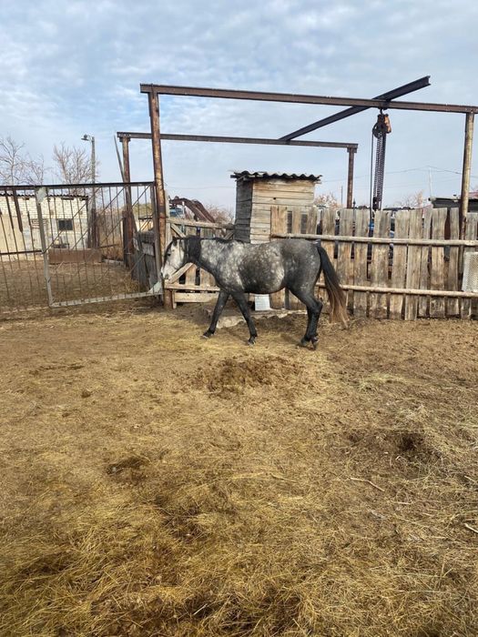 Продам жеребца