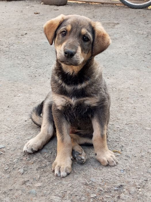 Отдам щенят в хорошие руки