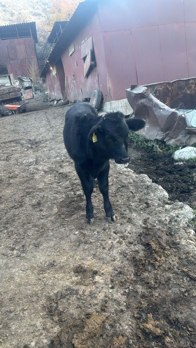 Продам телят и тёлку