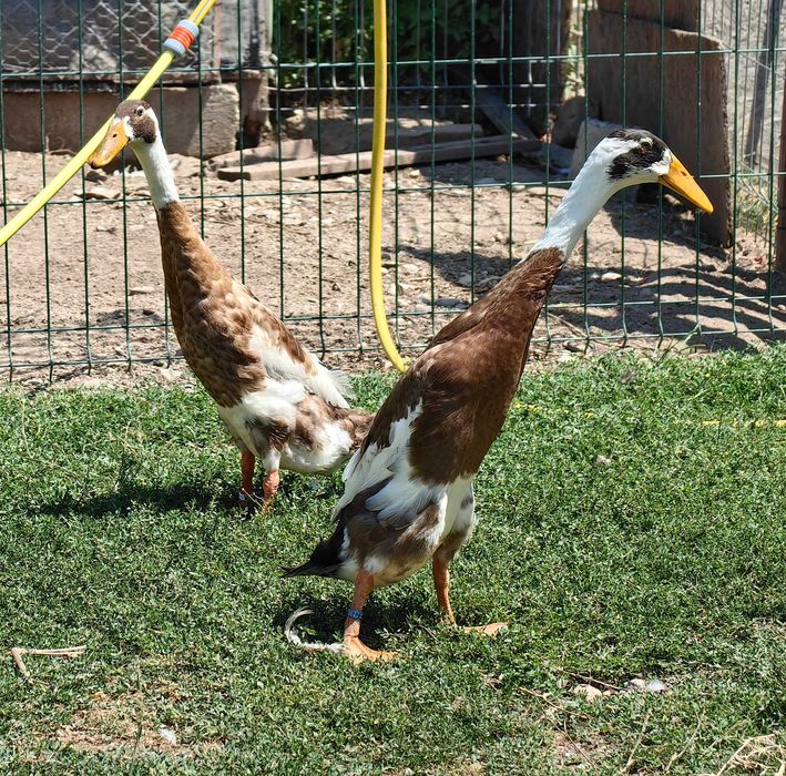 Oua rata alergătoare indiana, culoare maro baltat